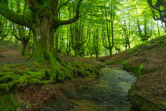 Mossy Beech Forest and Stream in Otxarreta, Basque Country, Spain