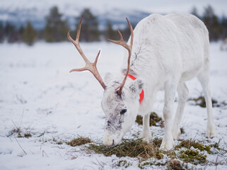 White reindeer grazing in snowy winter field © PixelonMe