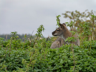 Young wallaby rests amid tall green plants © MD Media