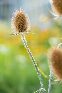 Dry teasel seed head rises on prickly curved stem, showing dense spines and textured bracts. 
