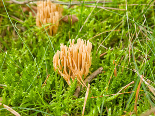 Wild coral fungus Ramaria species growing in green forest moss © Adam