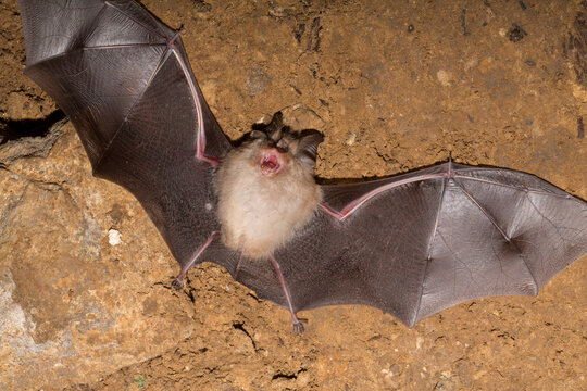 Rhinolophus horseshoe bat wrapped in wings noseleaf Bacho Kiro cave Bulgaria