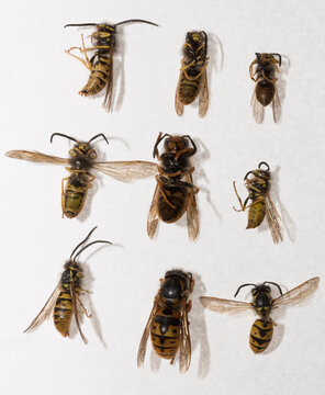 Vespula germanica German yellowjacket castes queens males workers dead wasps Moldova