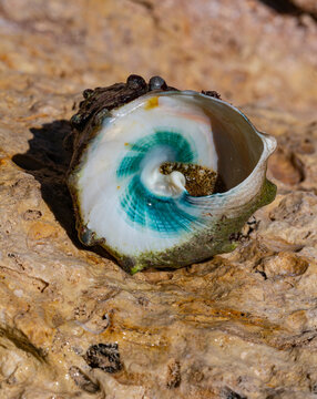 Tectus dentatus, common name toothed top shell, is a species sea snail, marine gastropod mollusk in the family Tegulidae.