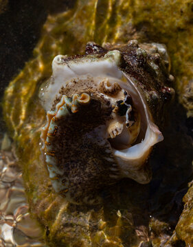 Tectus dentatus, common name toothed top shell, is a species sea snail, marine gastropod mollusk in the family Tegulidae.