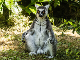 Maki catta assis, pattes jointes devant lui © Ludovic