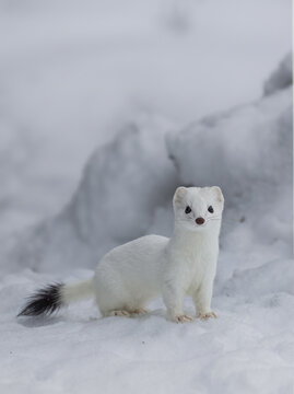 White stoat standing in snowy winter landscape