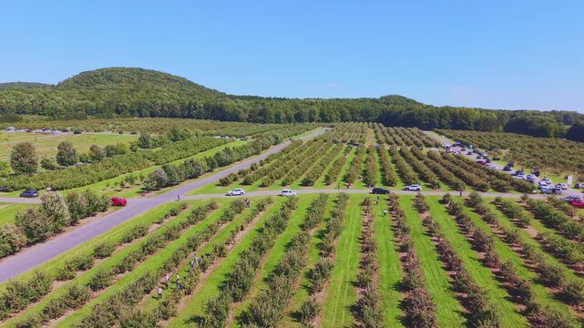 Quebec, Canada - September 12: A sweeping 4K aerial drone video over a vast, thriving apple orchard in Quebec, featuring rows of trees laden with red fruit, winding farm paths, and a rustic barn under