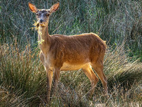 Biche debout dans les hautes herbes, corps entier