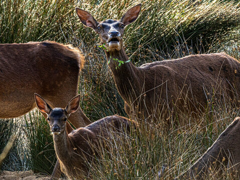Biche et faon dans les hautes herbes dor&eacute;es