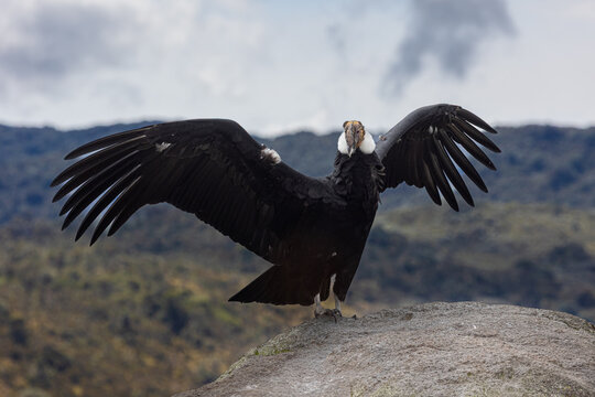 El mensajero del cielo 
