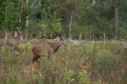 Red deer with big antlers in mating season	