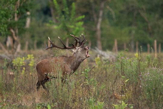 Red deer with big antlers in mating season	