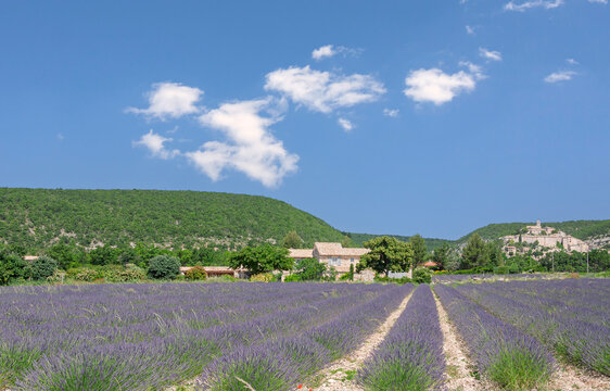 Lavendelfeld in der Provence