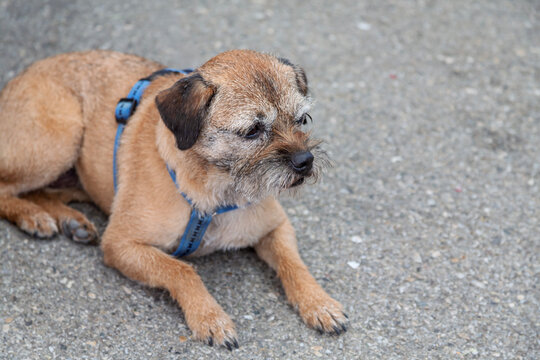 Border Terrier liegt auf der Stra&szlig;e