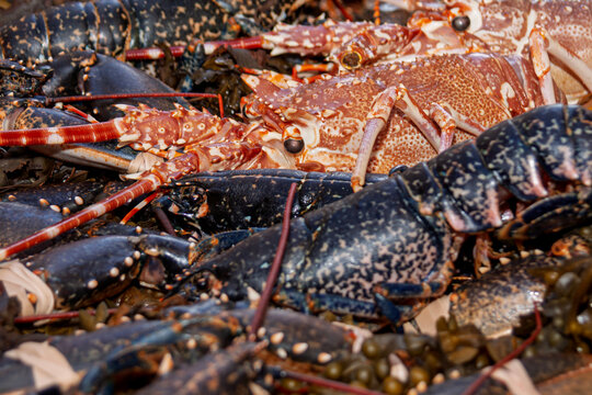Marktverkauf von Langusten und Hummer, Bretagne