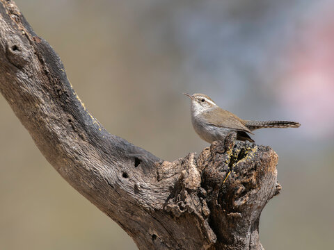 Little Bewick's Wren in Arizona