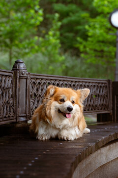 Pembroke Welsh Corgi dog lying on a wooden bench in a green city park, close-up outdoor portrait. Cute fluffy companion dog looking at the camera in soft natural light with a blurred green background.