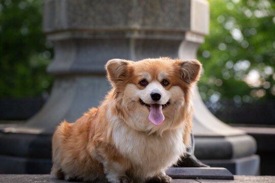 Pembroke Welsh Corgi dog lying on a wooden bench in a green city park, close-up outdoor portrait. Cute fluffy companion dog looking at the camera in soft natural light with a blurred green background.
