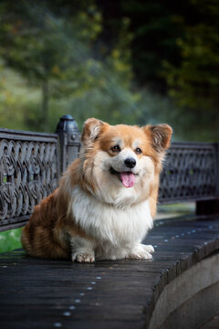 Pembroke Welsh Corgi dog lying on a wooden bench in a green city park, close-up outdoor portrait. Cute fluffy companion dog looking at the camera in soft natural light with a blurred green background.