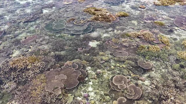 Beautiful corals are exposed during low tide at the edge of Sangalaki Island in the scenic Derawan Archipelago of East Kalimantan, Indonesia. This area harbors extraordinary marine biodiversity.