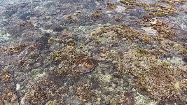 Beautiful corals are exposed during low tide at the edge of Sangalaki Island in the scenic Derawan Archipelago of East Kalimantan, Indonesia. This area harbors extraordinary marine biodiversity.
