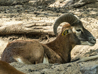 Mouflon mâle aux cornes recourbées, vu de profil © Ludovic