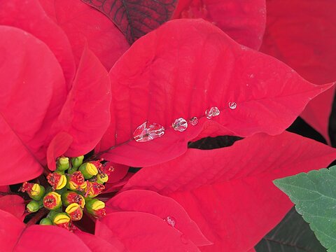 Close up of crystal clear water droplets on a vibrant red poinsettia leaf during the Christmas season.