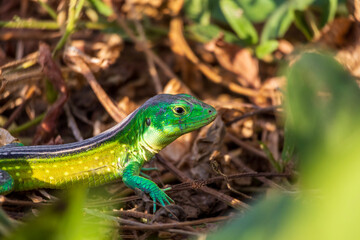 Obraz premium Detailed macro shot of a wild green and yellow lizard framed by natural vegetation in its habitat