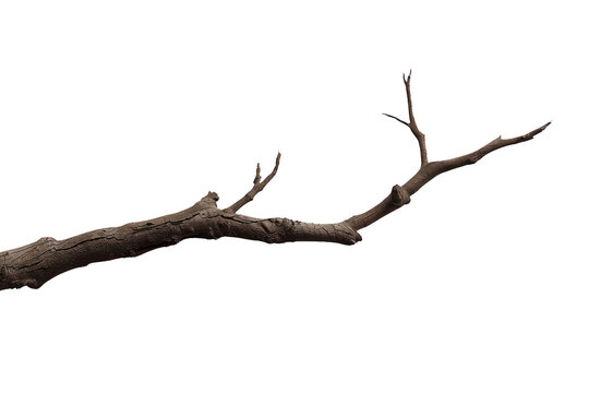 Horizontal dry tree branch with bare twigs