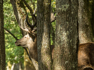 Cerf élaphe de profil entre les troncs d'arbres © Ludovic