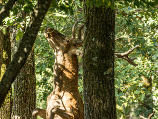Obraz premium Cerf élaphe tête levée, flairant l'air en forêt