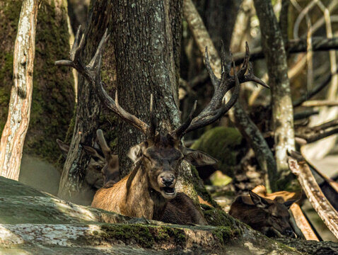Cerf &eacute;laphe bramant, gueule ouverte au milieu des branches