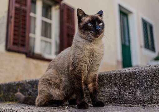 Blue eyed cat sitting on a stone wall in Croatia