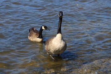 Two Canada geese in the shallow water of a rippling river in autumn © fluffypw88