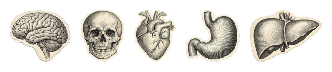 Obraz na płótnie Canvas PNG Vintage anatomical illustrations of human organs, transparent background