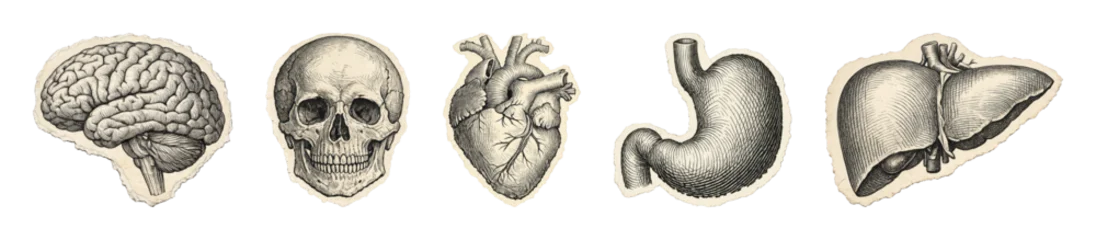 PNG Vintage anatomical illustrations of human organs, transparent background © Rawpixel.com