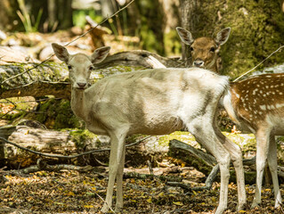 Daim de profil dans un sous-bois broussailleux © Ludovic