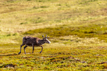 Telephot shot of a group of running reindeer in Northern Norway. © Goldilock Project