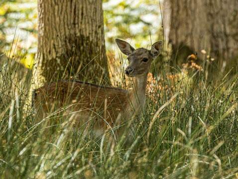 Daine dans les hautes herbes pr&egrave;s d'un tronc d'arbre