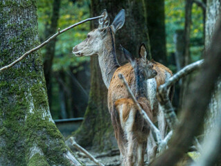 Biche de profil dans un sous-bois moussu © Ludovic