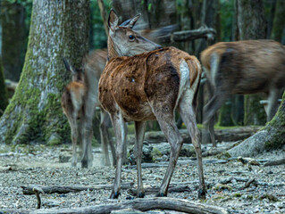Groupe de biches et faon dans une clairière boisée © Ludovic