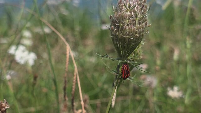 close up of  Italian striped bug (Graphosoma italicum) in natire 