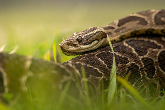 Urut&uacute; crossed pitviper Yarar&aacute; grande (Bothrops alternatus) portrait close-up in Natural Habitat Among the Grass on Buenos Aires, Argentina.	