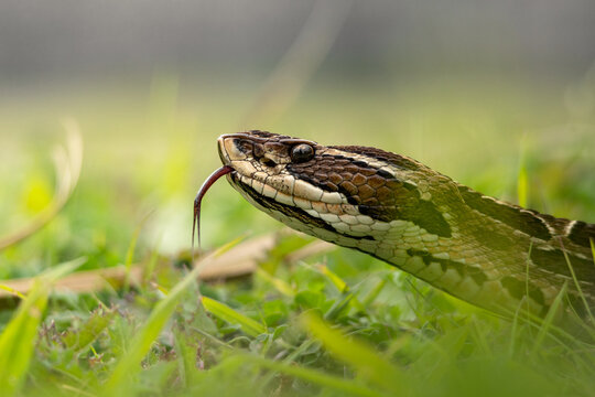 Urut&uacute; crossed pitviper Yarar&aacute; grande (Bothrops alternatus) portrait close-up in Natural Habitat Among the Grass on Buenos Aires, Argentina.	