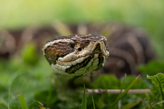 Urut&uacute; crossed pitviper Yarar&aacute; grande (Bothrops alternatus) portrait close-up in Natural Habitat Among the Grass on Buenos Aires, Argentina.	