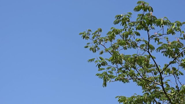 Green Tree Leaves Against Clear Blue Sky, Natural Foliage Background