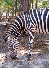 Fototapeta premium Close-up of a Zebra