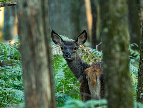 Biche et faon cach&eacute;s parmi les foug&egrave;res