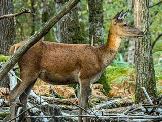 Biche de profil complet dans un sous-bois clairsemé © Ludovic